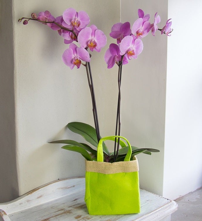 Pink Orchid Gift Bag Bouquet